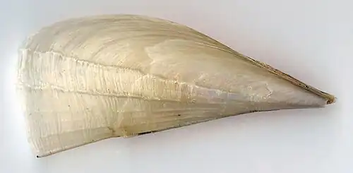 Atrina-fragilis