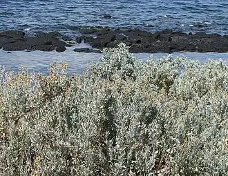 Description de l'image Atriplex_cinerea.jpg.