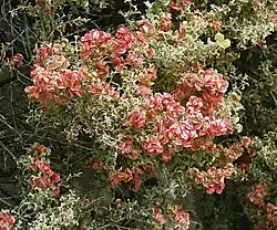 Atriplex lampa