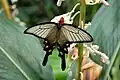 Imago