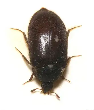Description de l'image Attagenus.pellio.jpg.