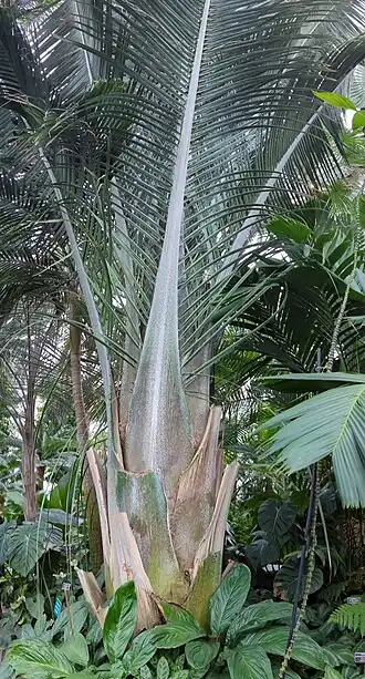 Description de l'image Attaleia oleifera NYBG.jpg.