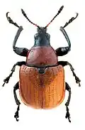 Imago femelle