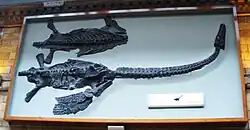 Fossile d'Attenbososaurus au Natural History Museum de Londres : deux morceaux dans une vitrine.