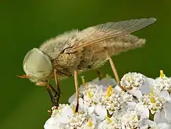 Atylotus rusticus&nbsp;(en)