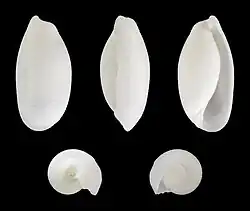 Atys bicolor