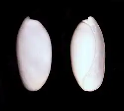 Atys cylindrica