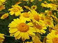 Anthemis tinctoria(Sottotribù Anthemidinae)