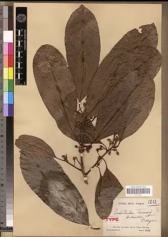 Description de l'image Aubregrinia taiensis MNHN P00417452.jpg.