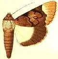 Audea hypostigmata(Erebinae, Audeini)