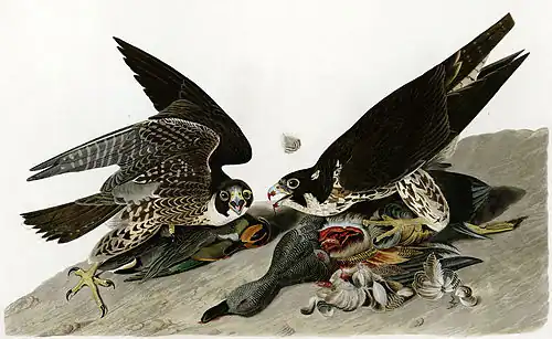 Faucons pèlerinsFalco peregrinus.