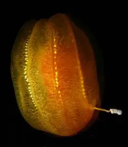 Aulacoctena sp. (Aulacoctenidae).