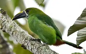 Description de l'image Aulacorhynchus albivitta lautus.jpg.
