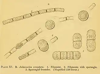 Description de l'image Aulacoseira crenulata (Ehrenberg) Thwaites 1848.jpg.