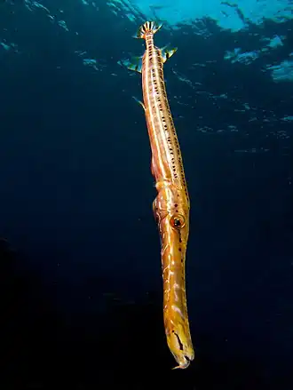 Aulostomus maculatus (Aulostomidae).