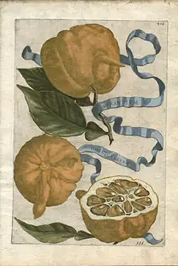 Aurantium corniculatum.