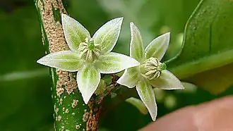 Description de l'image Aureliana fasciculata var. longifolia (Sendtn.) Hunz. & Barboza (15356491536).jpg.