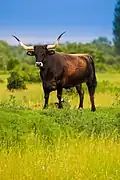 Vache à Milovice.