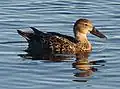 Femelle adulte au Lac  Monger