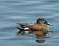 Mâle adulte au Lac Monger