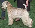 Un terrier irlandais à poil doux toiletté.