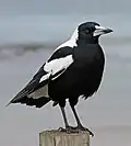 G. t. tyrannica