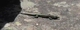 Description de l'image Australolacerta australis.jpg.
