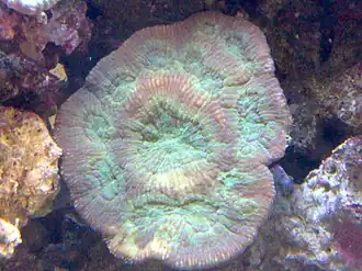 Description de l'image Australomussa Rowleyensis.jpg.