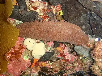 Australostichopus mollis.