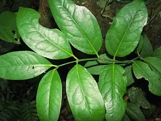 Description de l'image Austrobaileya scandens 01.jpg.
