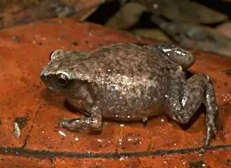 Description de l'image Austrochaperina robusta 02.jpg.