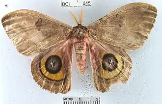 Description de l'image Automeris belti.jpg.