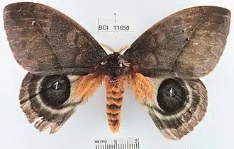 Description de l'image Automeris postalbida1.jpg.
