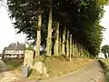 Route d'Auberbosc (Auberbosc).