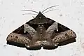 Avatha bubo(Erebinae, Cocytiini)