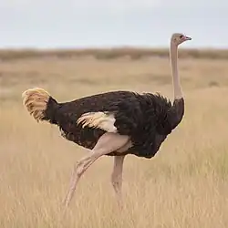Autruche maasaï.