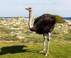 Struthio camelus (Struthioniformes).