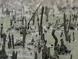 Pneumatophores d'Avicennia germinans au-dessus de la vase salée presque dépourvue d'air.