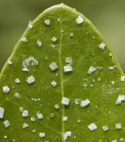 Cristaux de sel formés à la surface d'une feuille d'A. germinans.