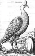 M : Avis Japonica F : Oiseau japonais,