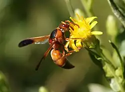 Rhynchium oculatum.