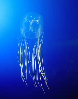 Avispa marina, une cuboméduse de l'ordre des Chirodropida.
