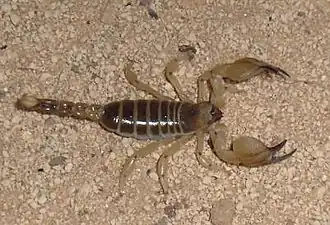 Scorpio palmatus