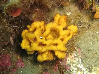 Description de l'image Axinella damicornis.jpg.