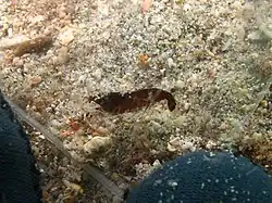 Axiopsis consobrina?