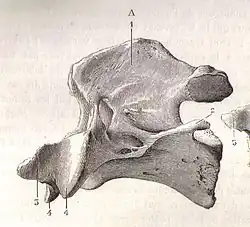 Vue latérale d'un axis de cheval
