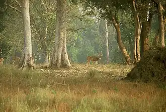 Cerf axis