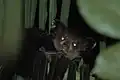 Aye-aye.