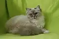 Un Sacré de Birmanie « mitted blue point ».