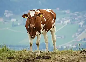 Vache ayrshire